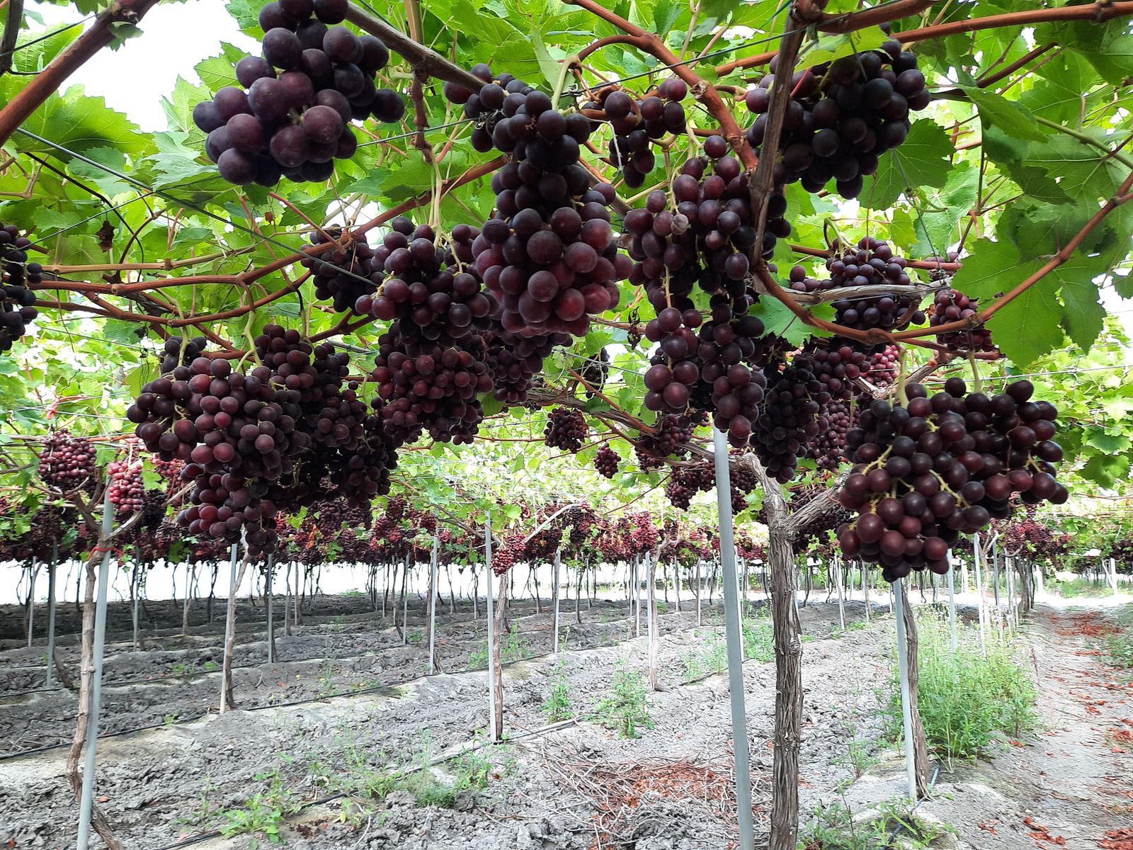 La uva de Rota está ya en Mercadona.