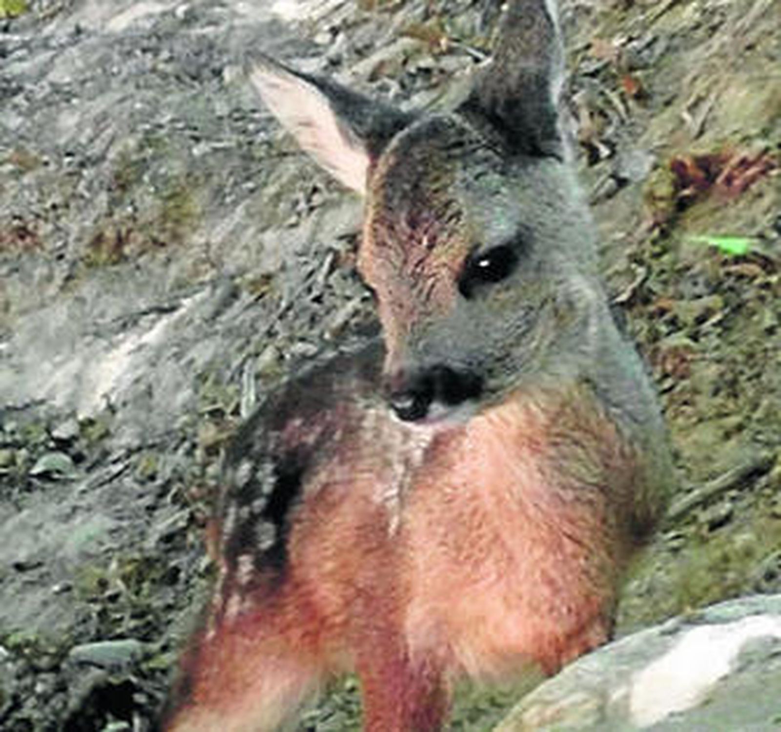 El ejemplar de corzo moriso antes de llegar al Zoológico de Córdoba.