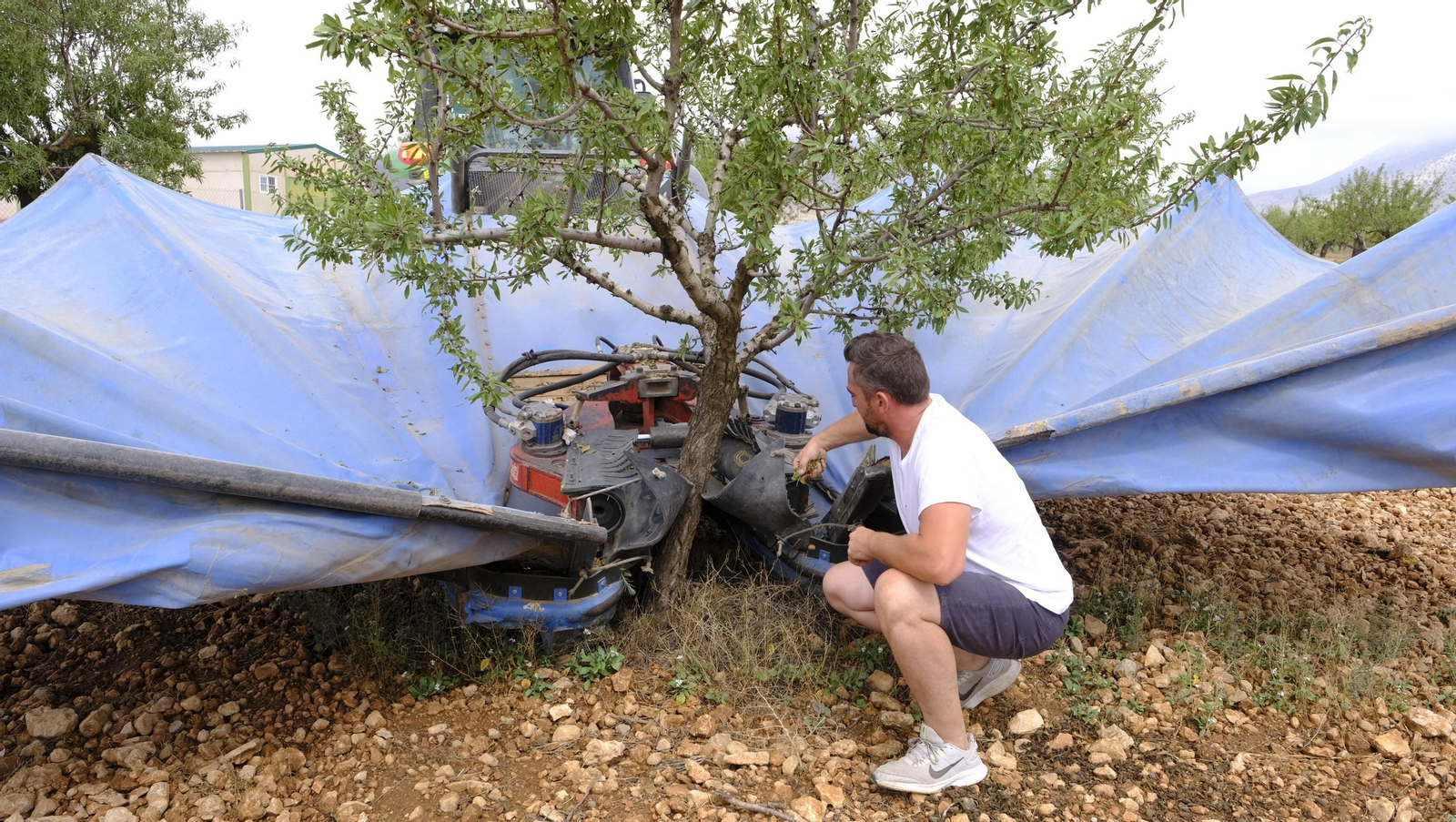 Imágenes de la almendra ecológica de Chirivel