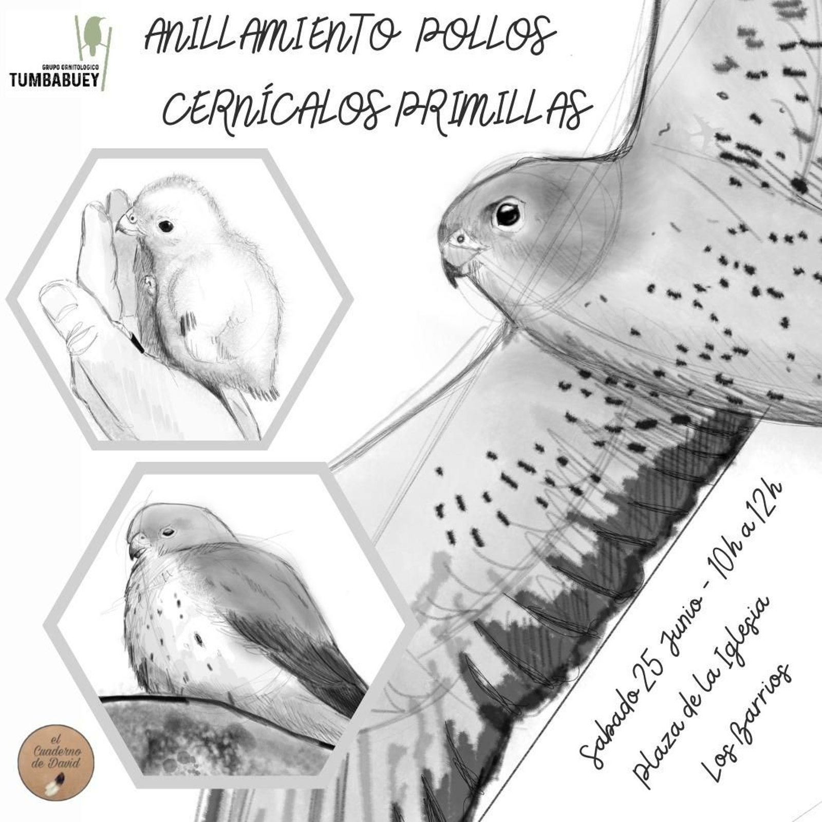 Detalle del cartel del anillamiento científico público de pollos de cernícalo primilla.