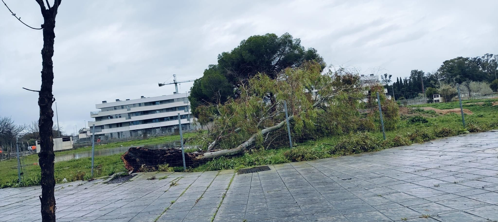 El temporal ha provocado en Jerez importantes destrozos.