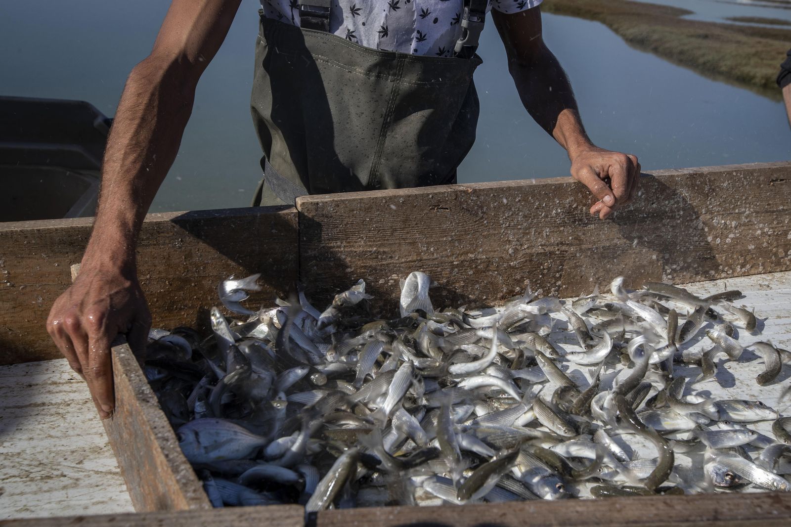 El despesque de las Jornadas del Estero, en imágenes