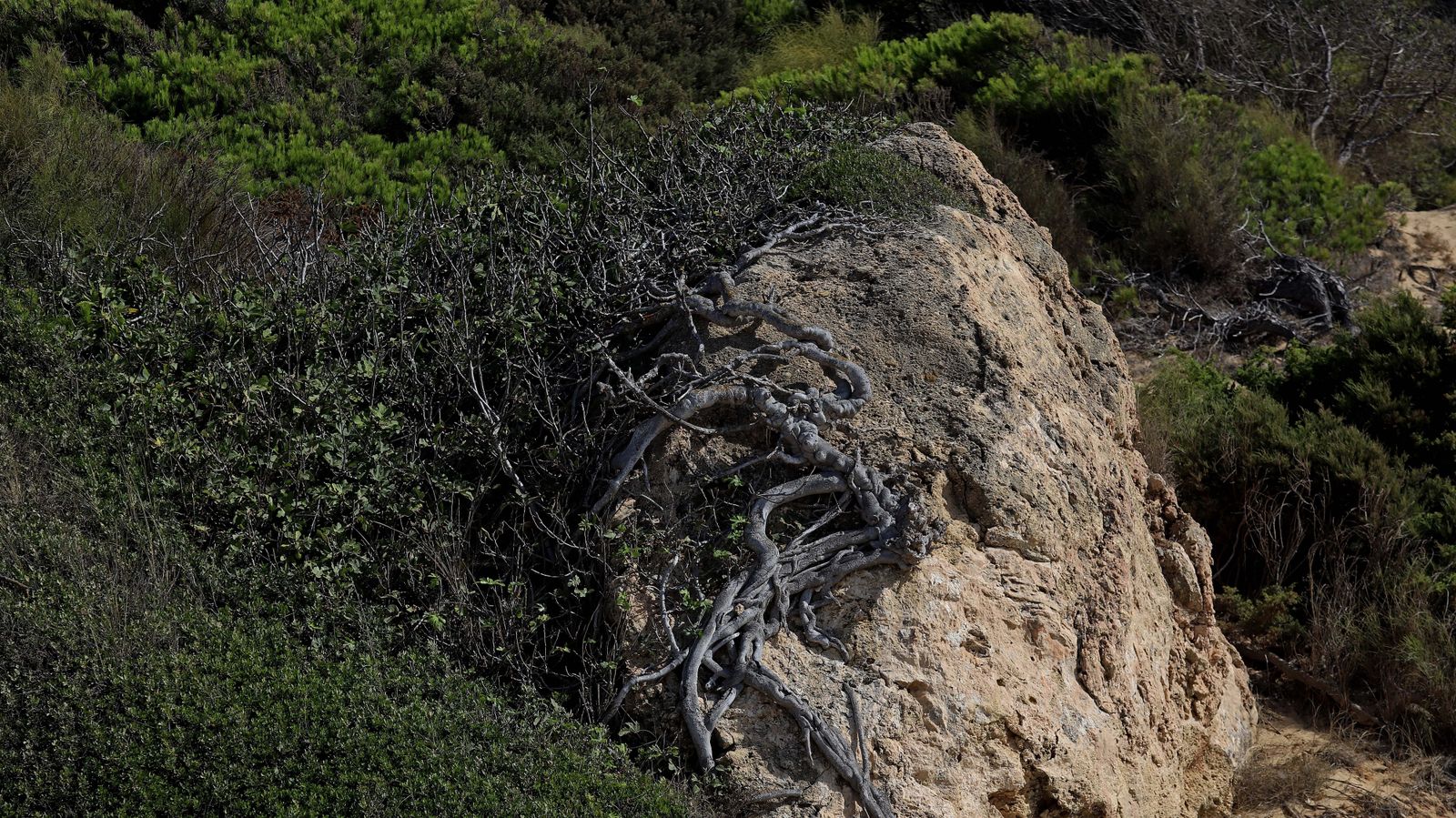 Fotos de la playa de Bolonia