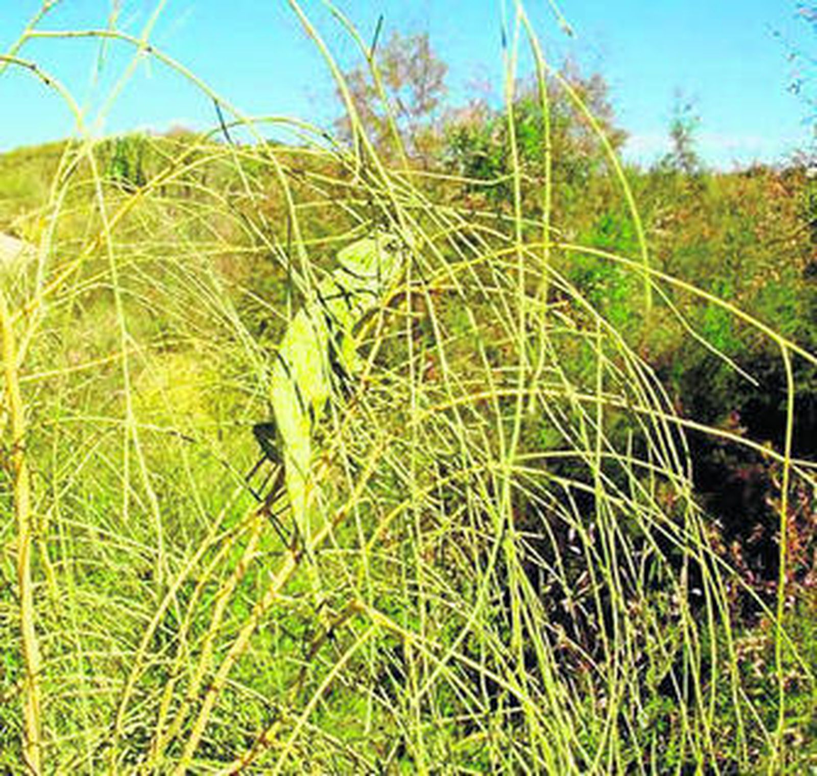 Uno de los ejemplares de camaleón común existentes en la localidad.