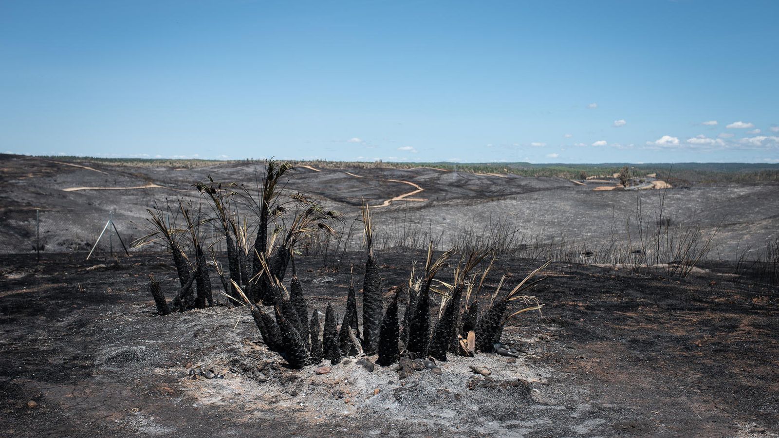 Parte del paraje natural calcinado