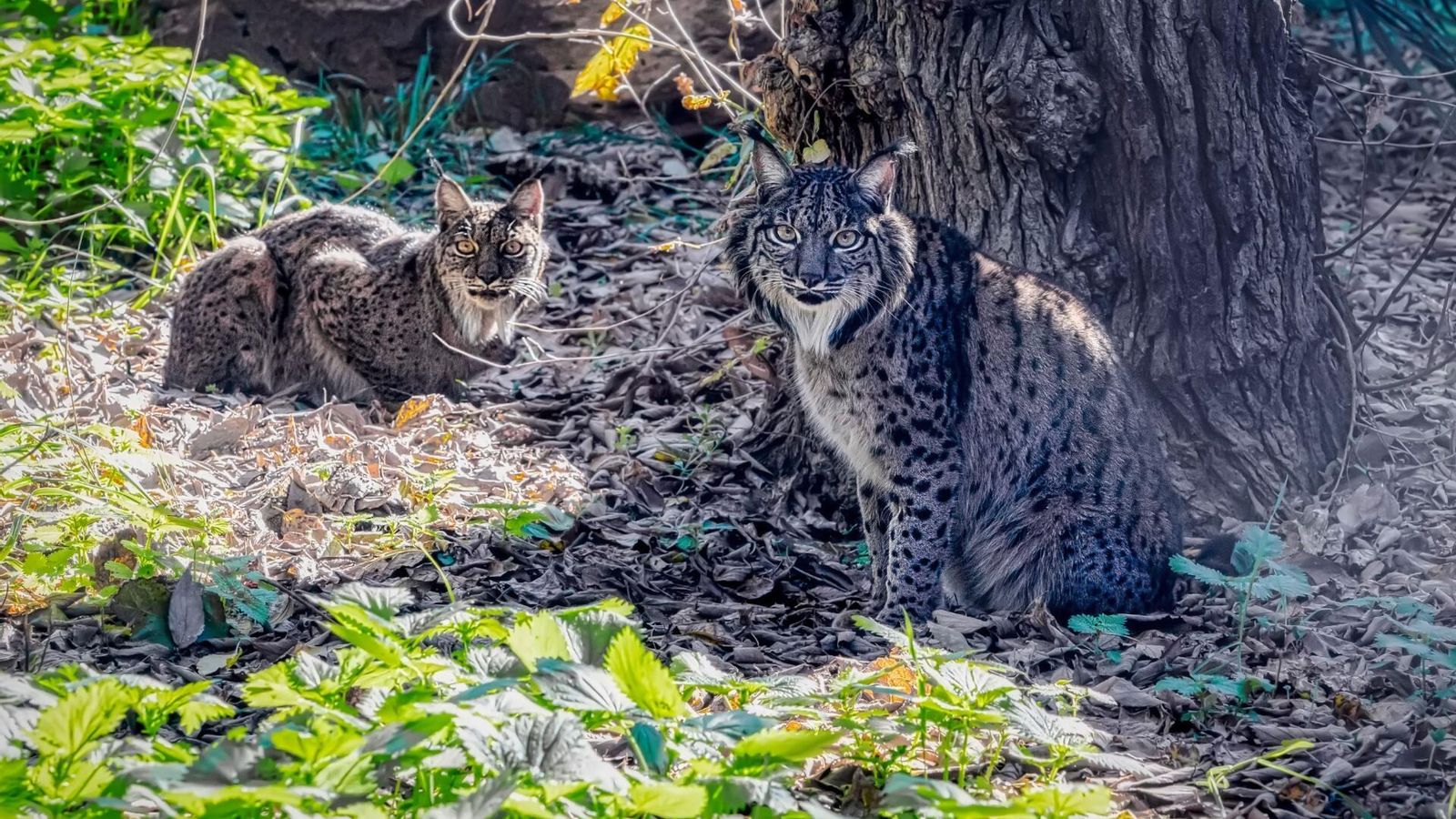 Linces en el Zoobotánico de Jerez.