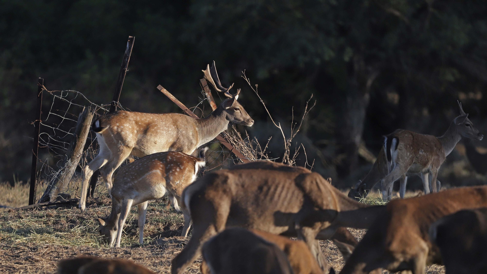 Fotos de la berrea en el Parque Natural de Los Alcornocales