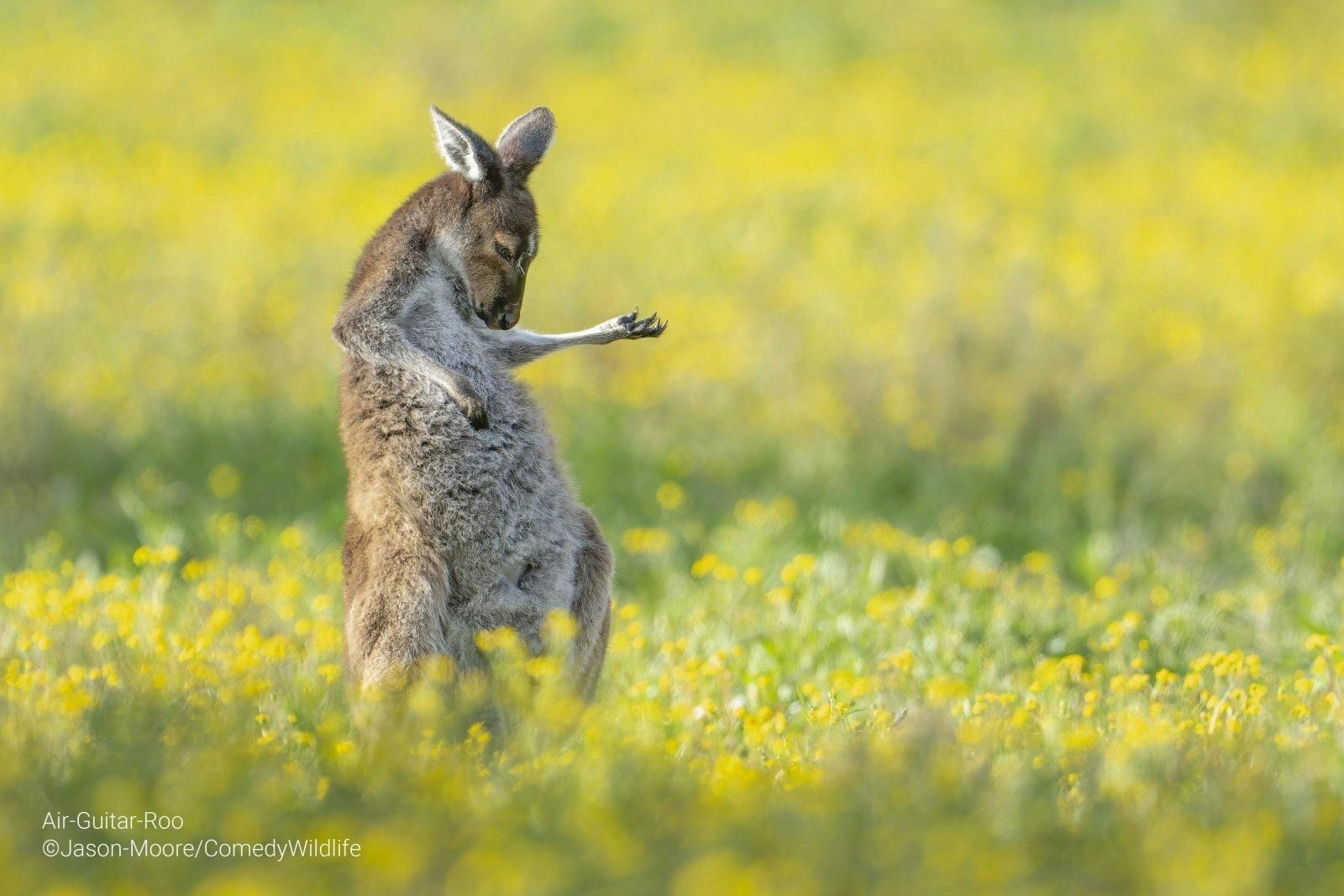 'Air Guitar Roo'