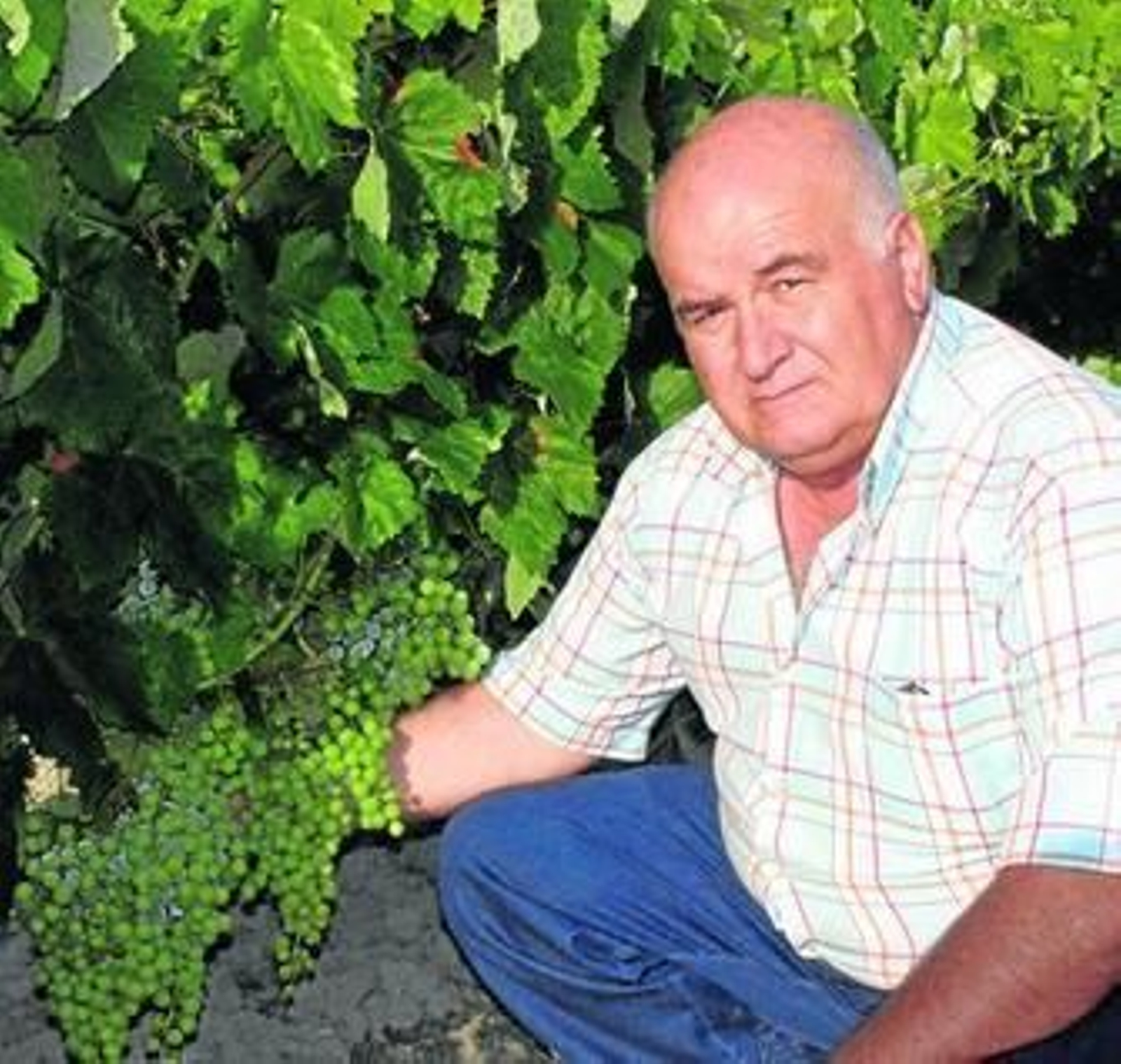 Manuel Galán comprueba a pie de viña el estado actual de la uva, a poco más de dos meses de la vendimia.