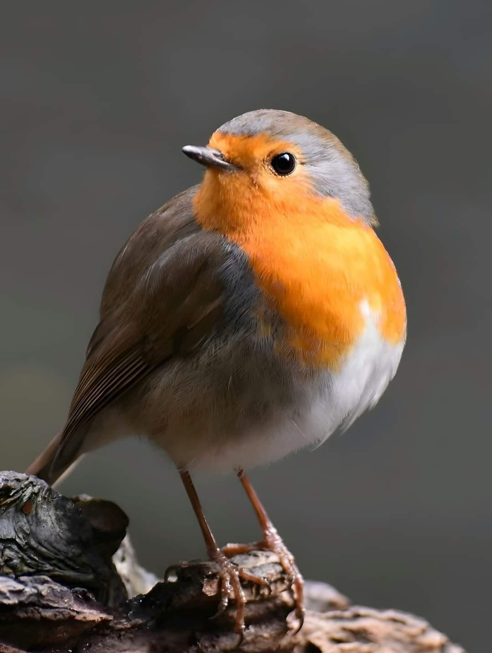 Fotos de la flora y fauna del Parque Natural de Los Alcornocales