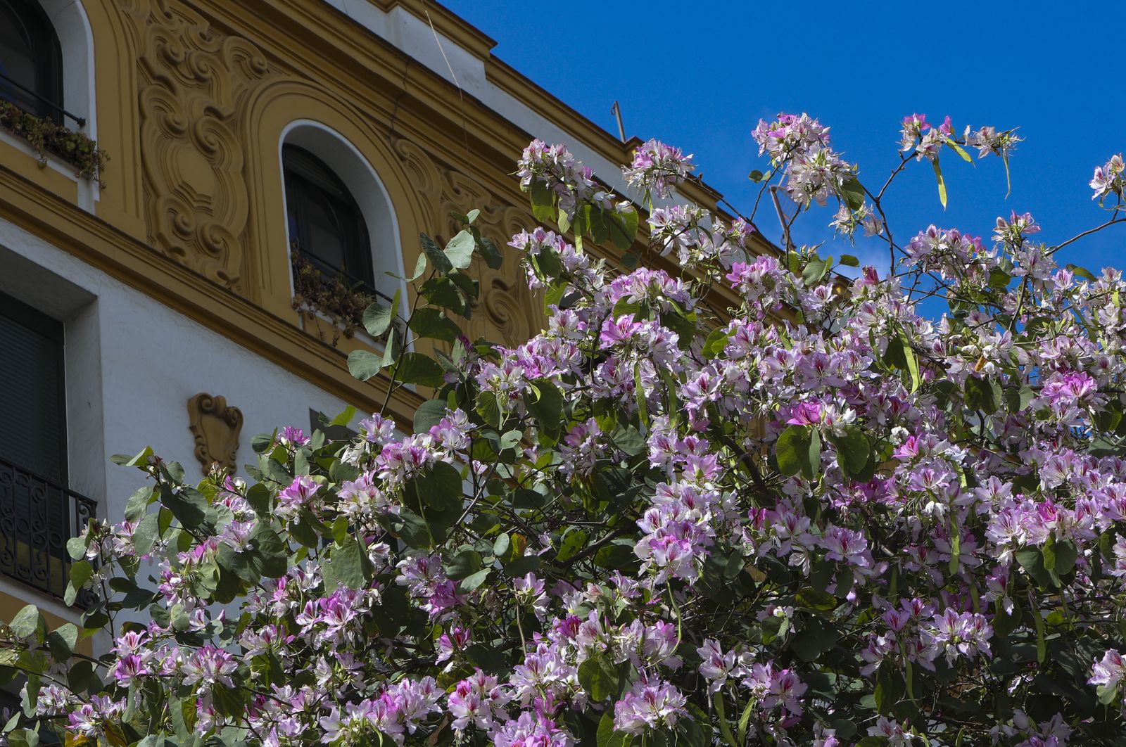 Primavera en Sevilla