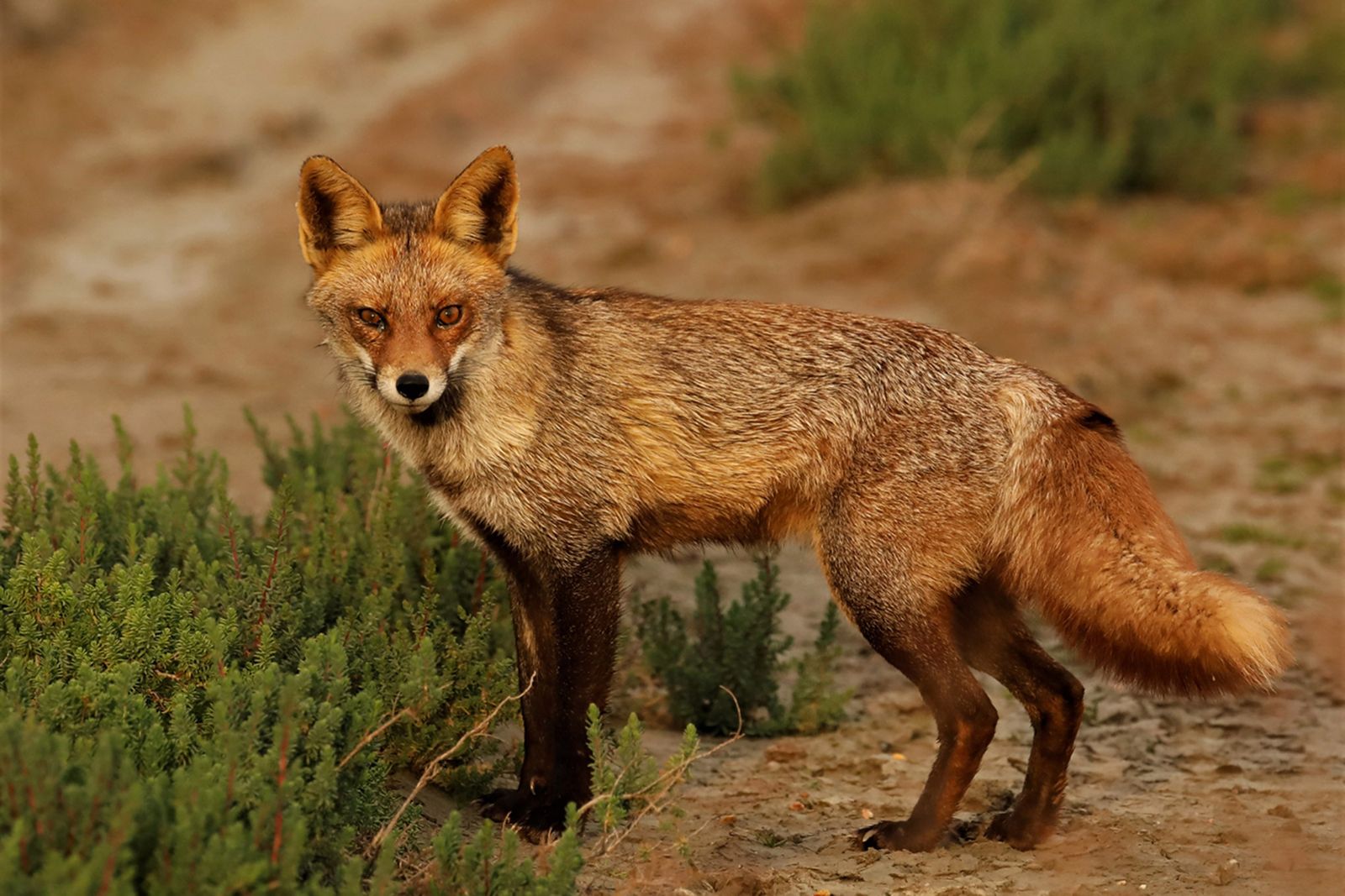 Las imágenes de la  exposición de Carlos Romero sobre la vida silvestre en Veta La Palma.