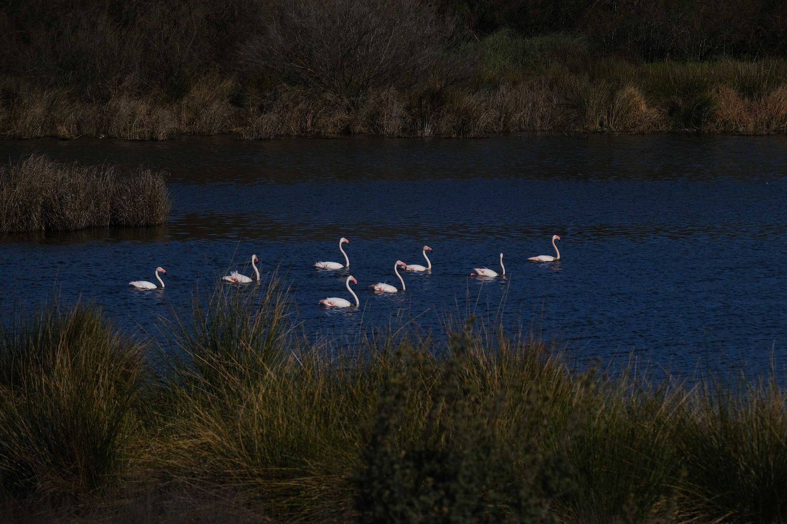 Los flamencos regresan a Fuente de Piedra, en fotos