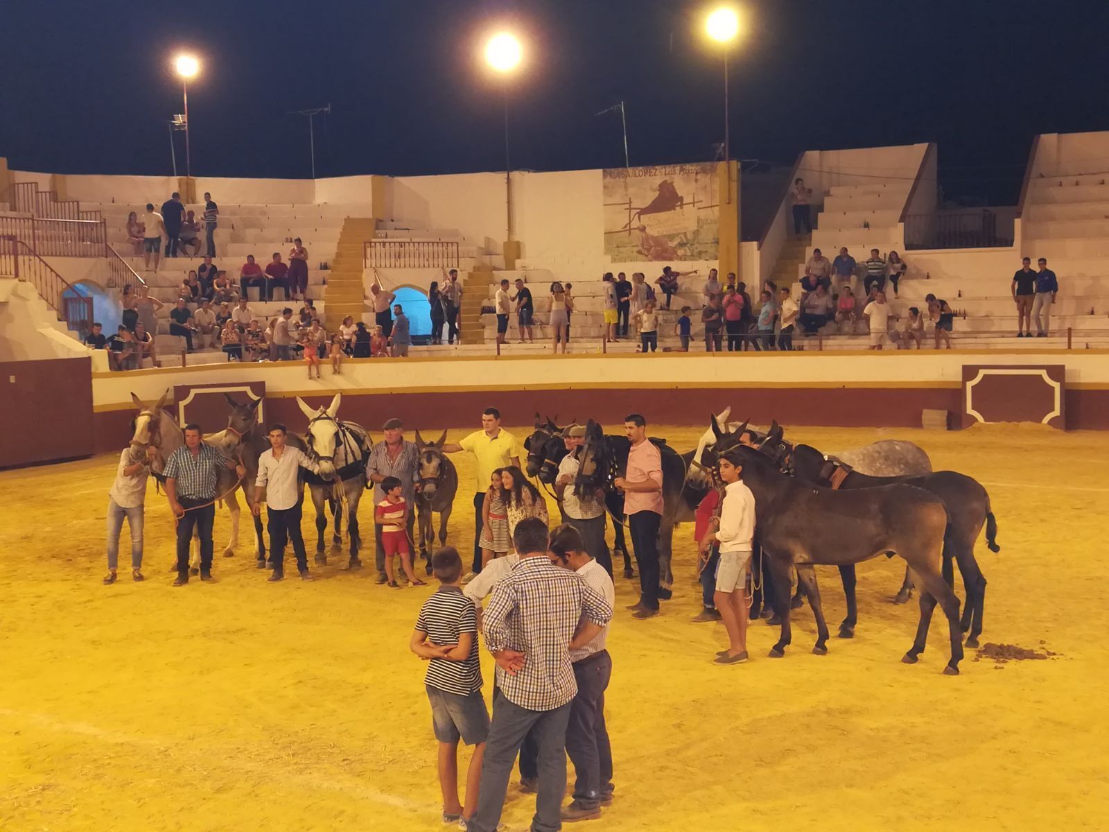Celebrado el tiro de piedra con mulos en Guillena