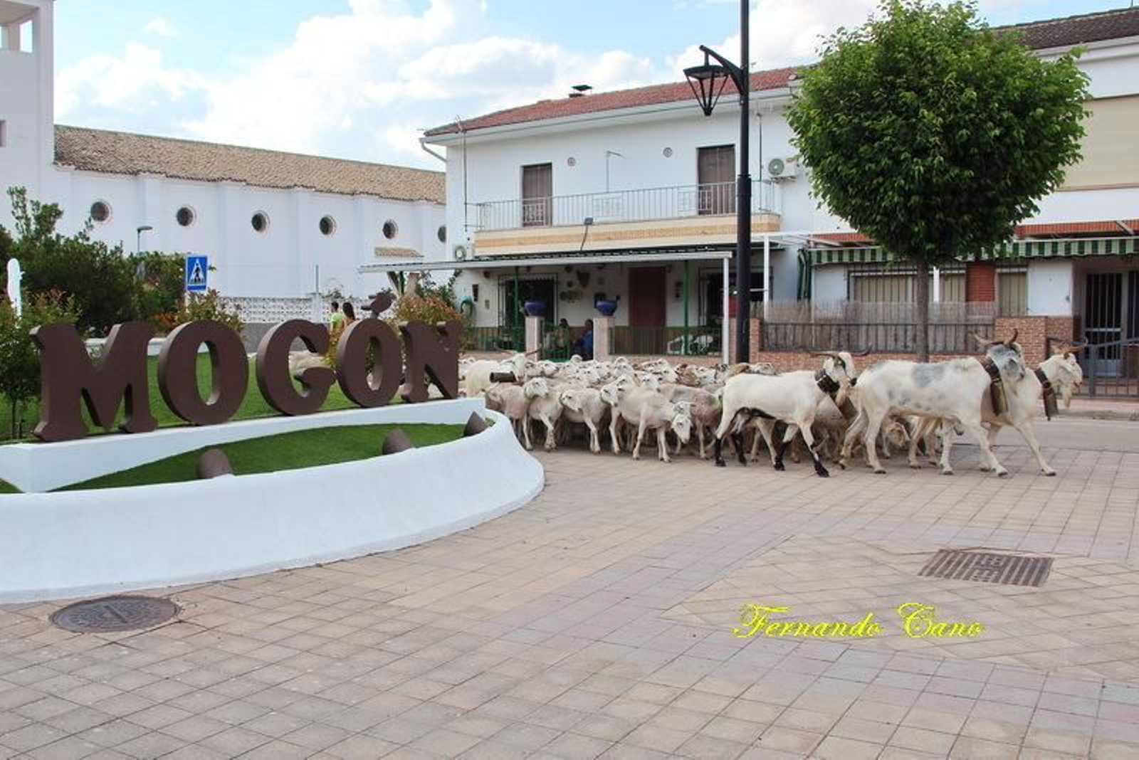 Las reses del ganadero Pablo Espinar hacen la trashumancia a su paso por Mogón.