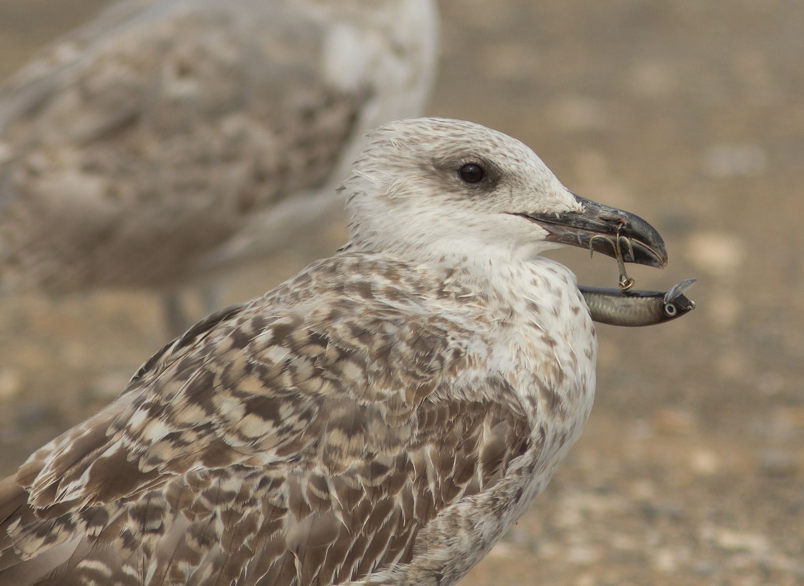 Los daños de la pesca recreativa irresponsable en las aves marinas, en fotos