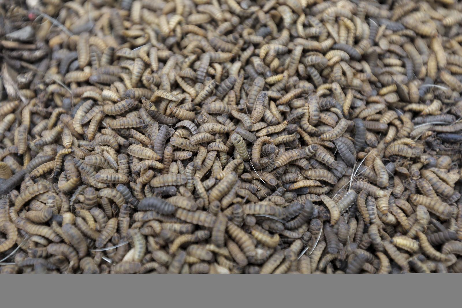 Larvas frescas de mosca soldado negra, cultivadas en una granja