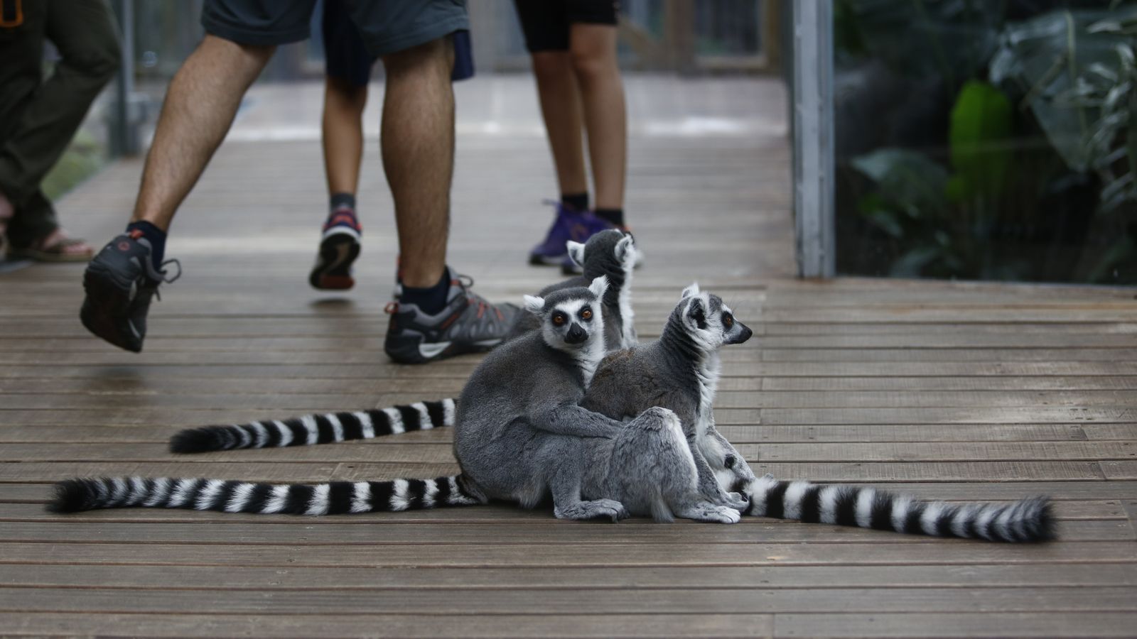 Lemures en el Biodomo del Parque de las Ciencias de Granada
