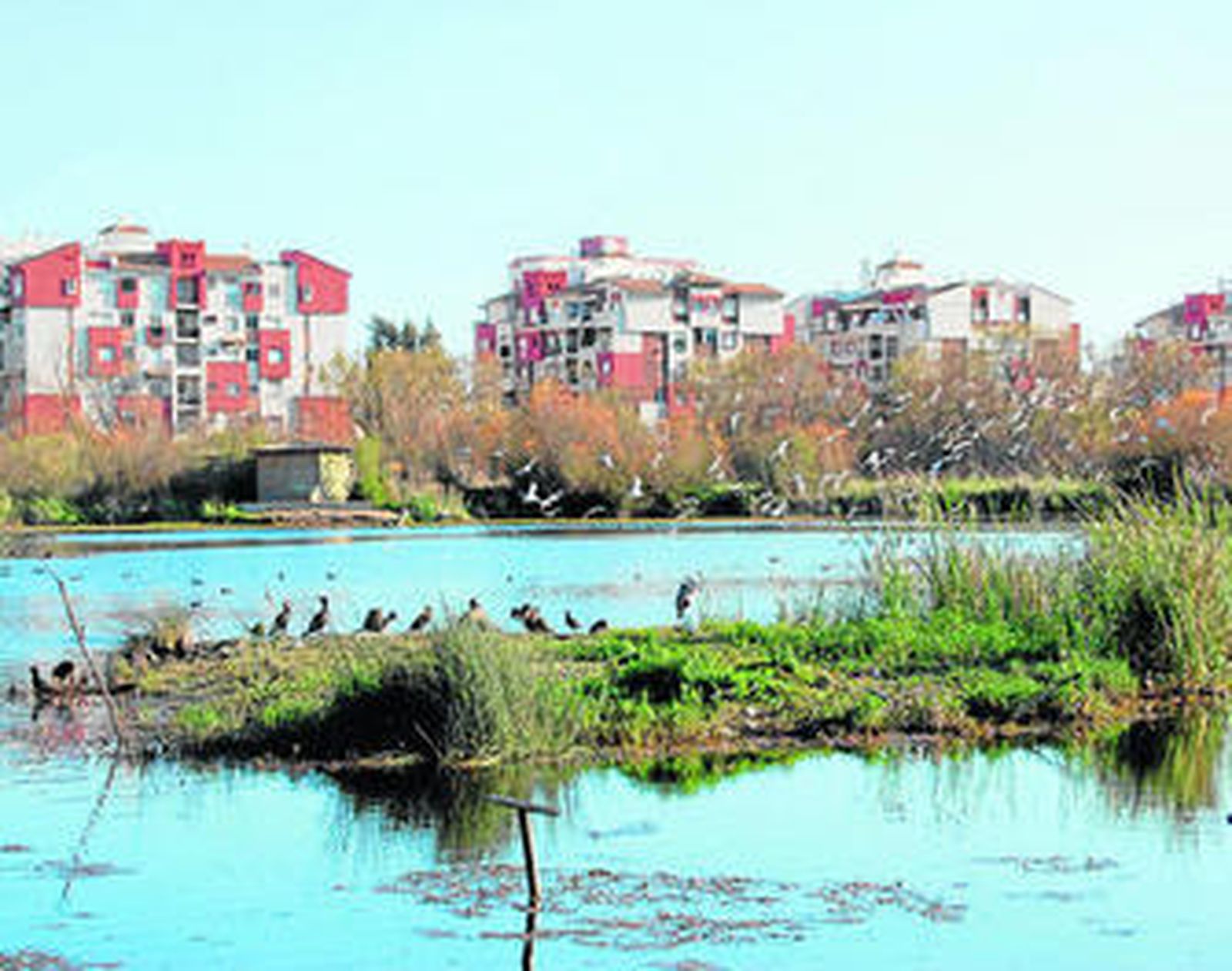 Esta especie habita normalmente en el mar y en estuarios fluviales, aunque también está presente en lagos y ríos.