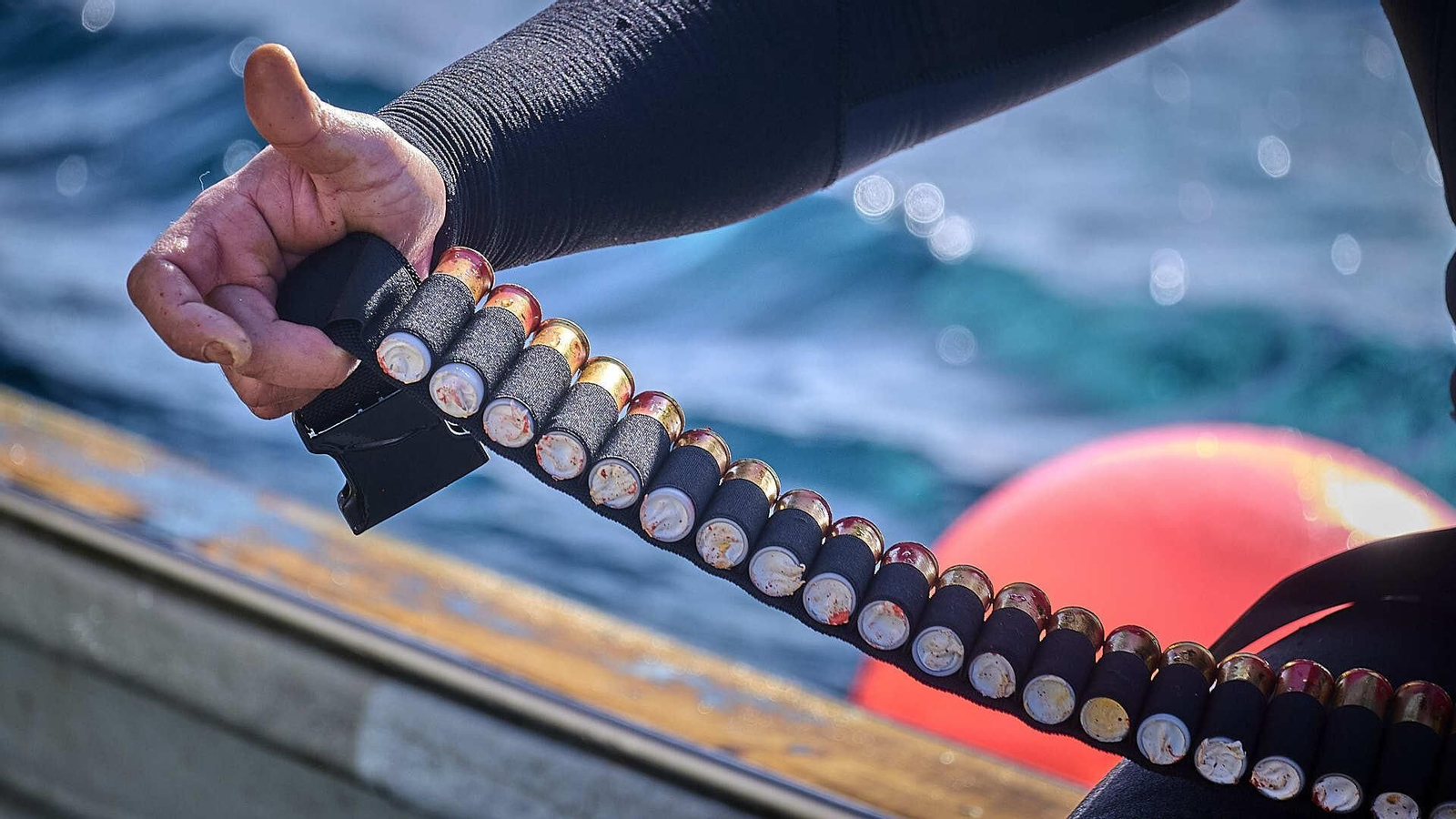 Una canana con los cartuchos usados para pescar los atunes con el método de la lupara.