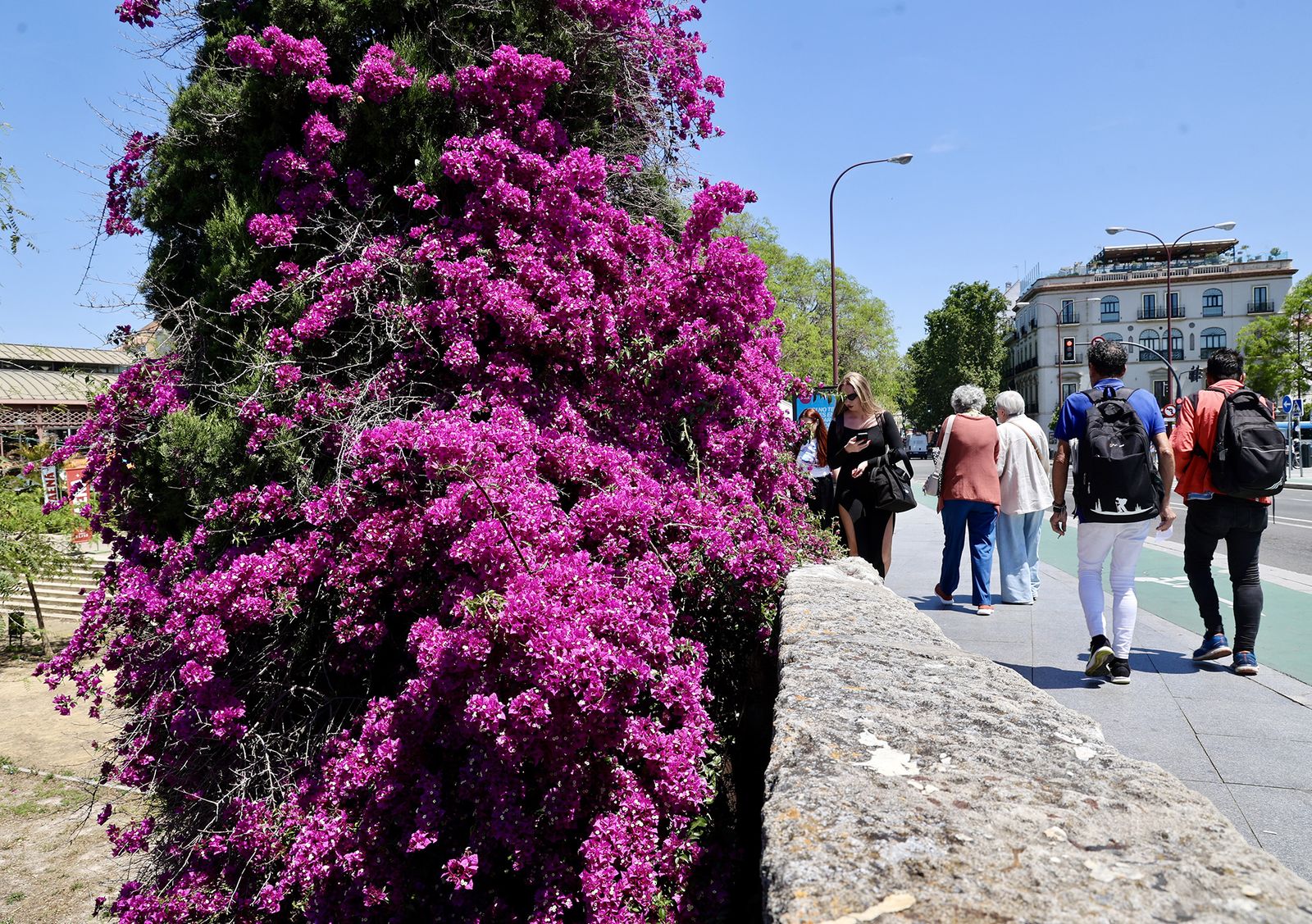 La buganvilla, la otra flor de Sevilla