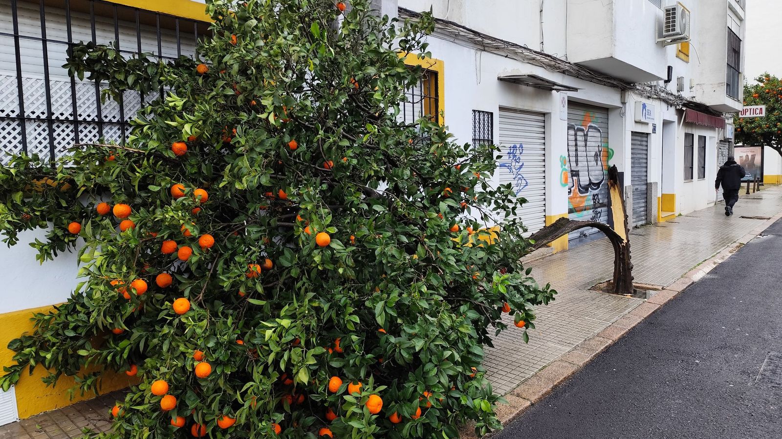 Las imágenes de los destrozos de la borrasca Kristin en Córdoba: árboles arrancados y desprendimientos de tejados y fachadas