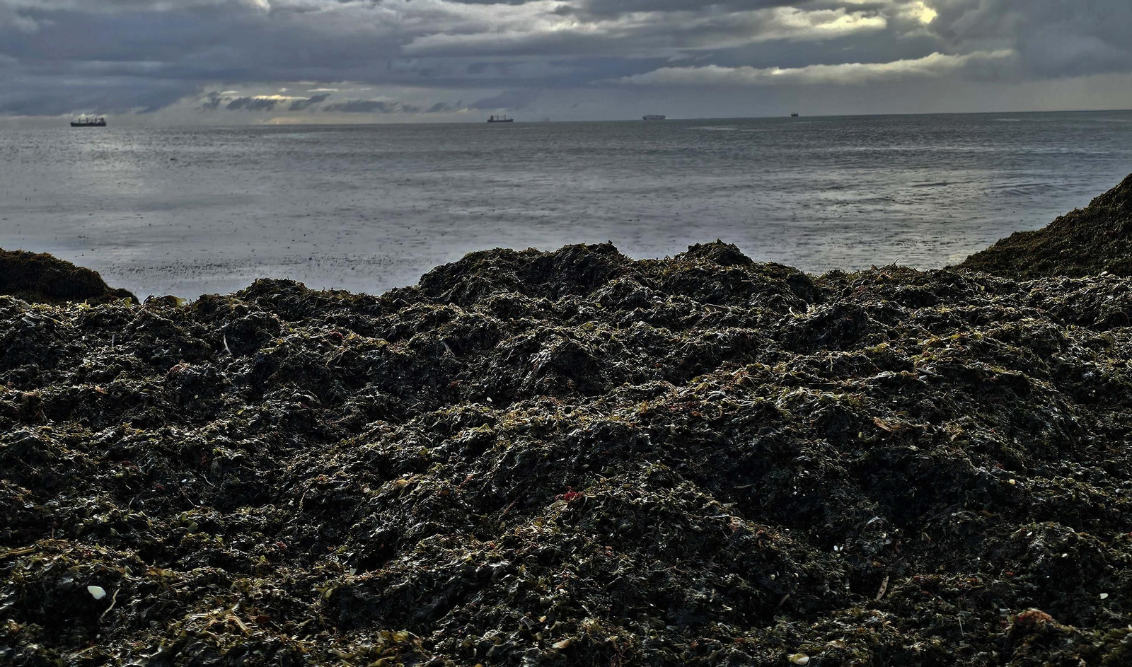 Fotos del nuevo arribazón de alga invasora en la playa de Getares en Algeciras