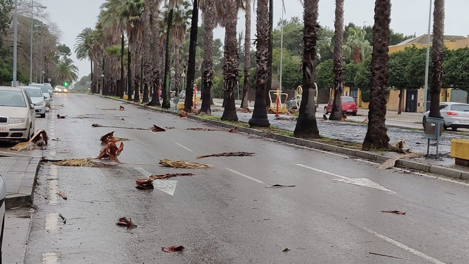 Restos de palmeras en el suelo, en la avenida de Andalucía.