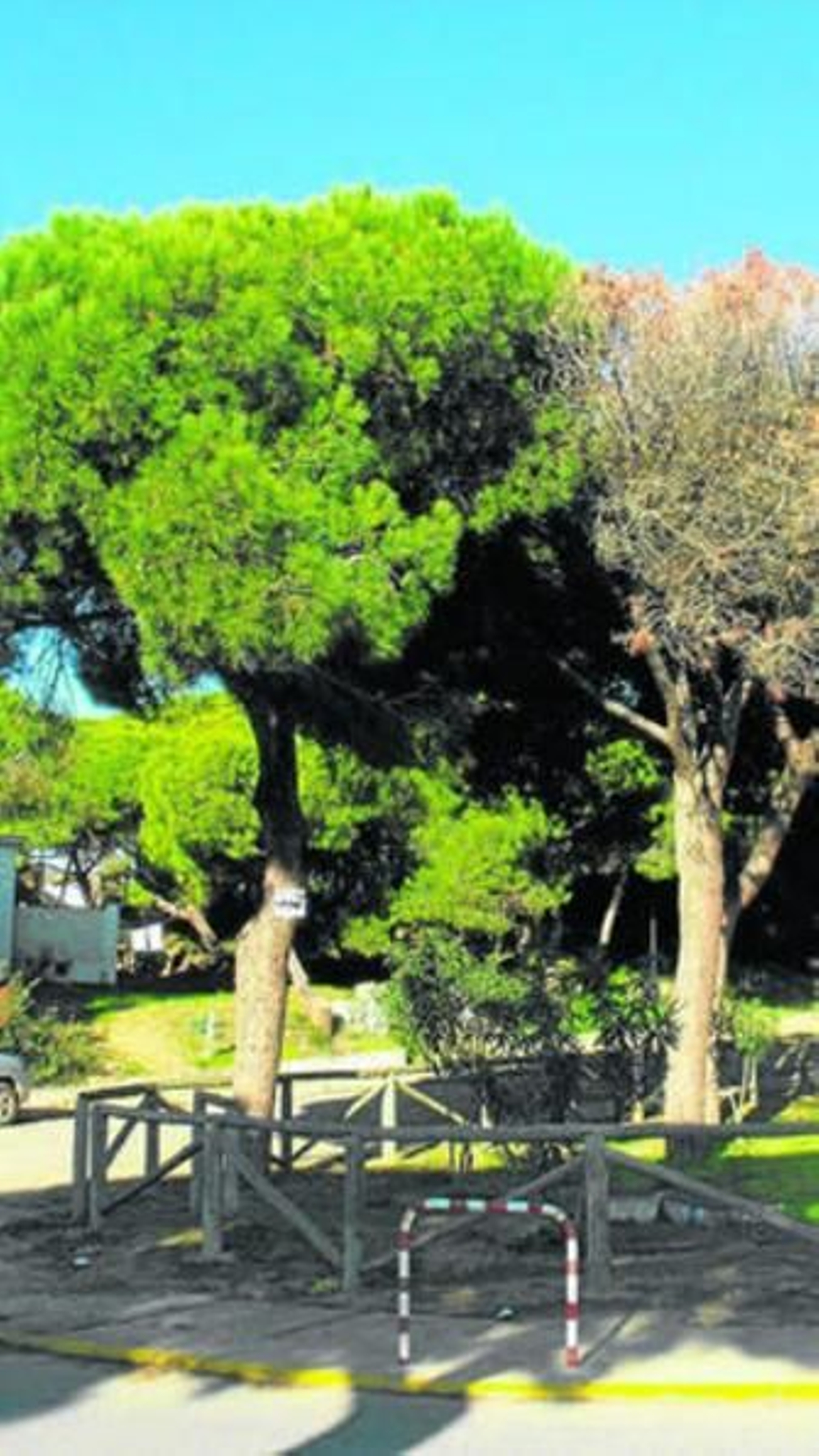 Pinos afectados a la entrada de Ciparsa, en Mazagón.