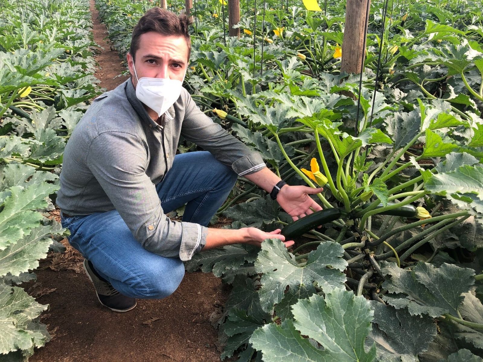 Rijk Zwaan muestra su calabacín Grimsey