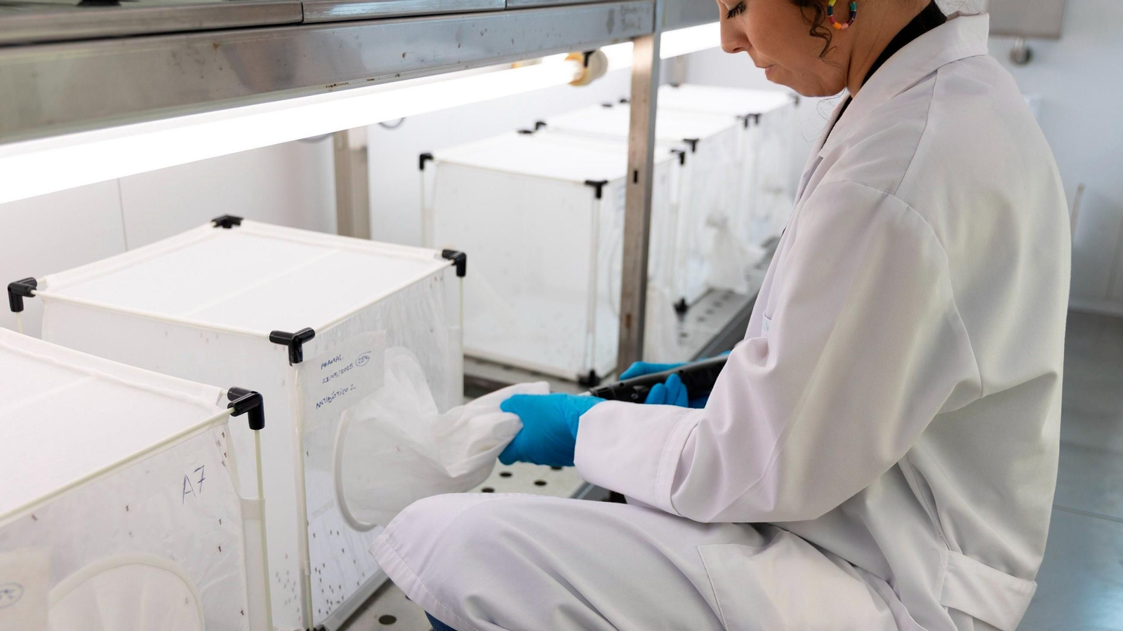 Pruebas de detección del virus del Nilo en mosquitos