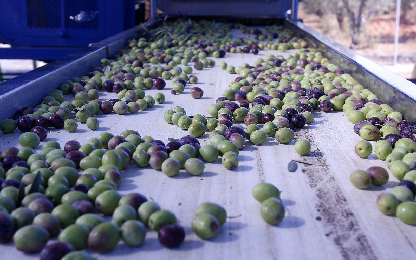 Reportaje sobre el aceite de oliva