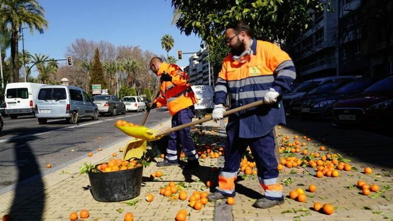 Operarios recogen naranjas del suelo, en el Paseo de la Victoria.