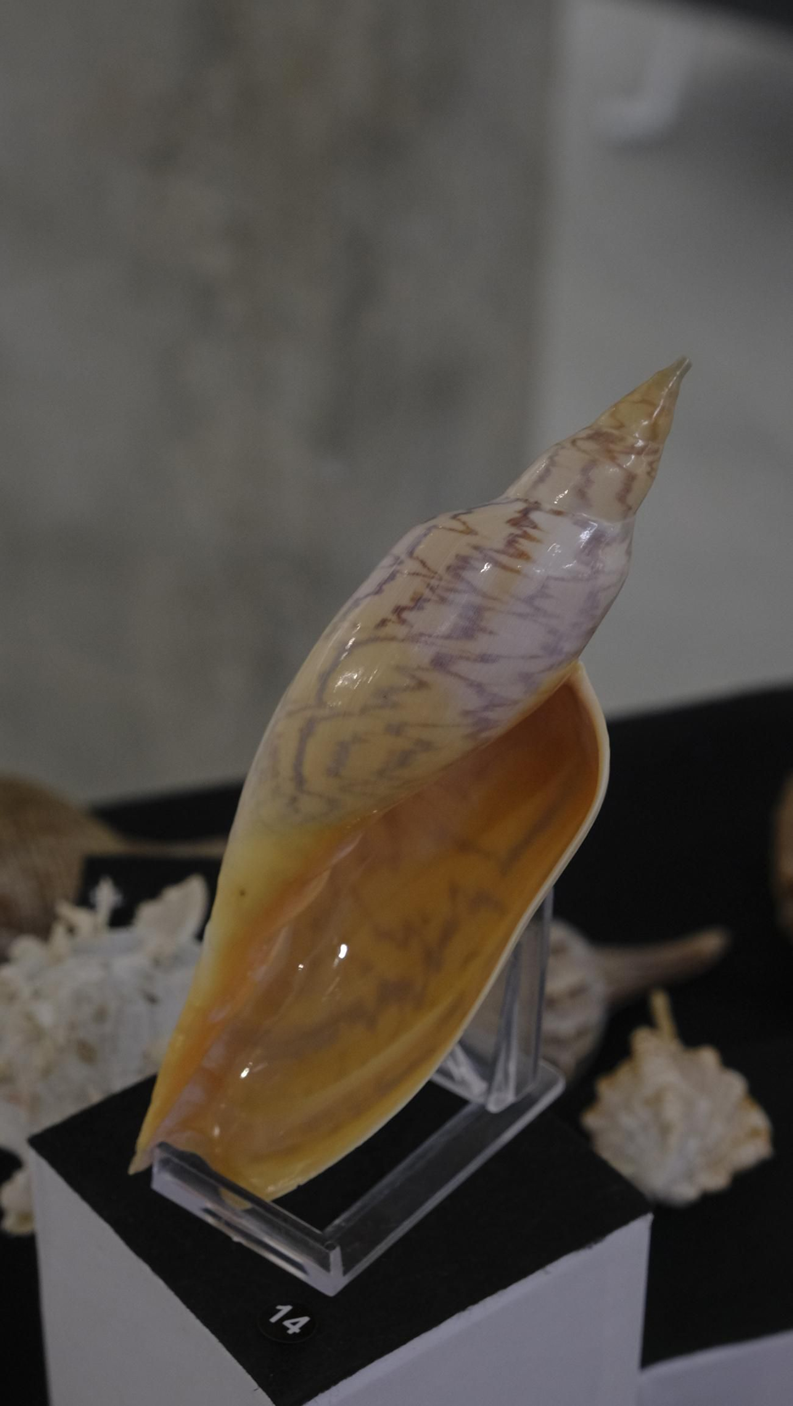 Descubre en estas fotos las maravillas que esconde el Pabellón de Historia Natural de la UAL