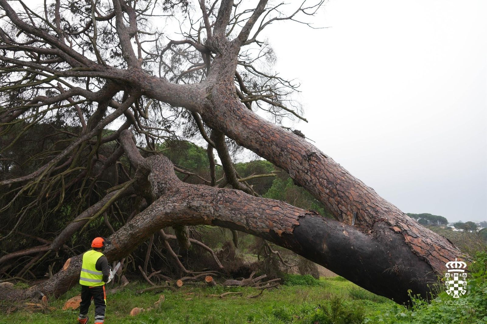 El pino de Fuentepiña, en Moguer, durante su tala.