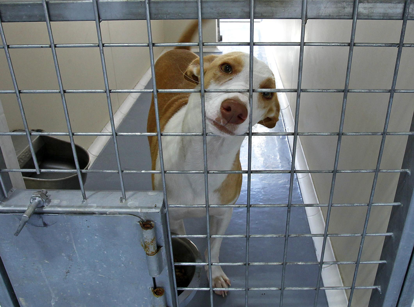 La V Feria de Adopción se celebrará este domingo 26 de octubre de 10h a 17h en la Plaza del Ayuntamiento de Armilla