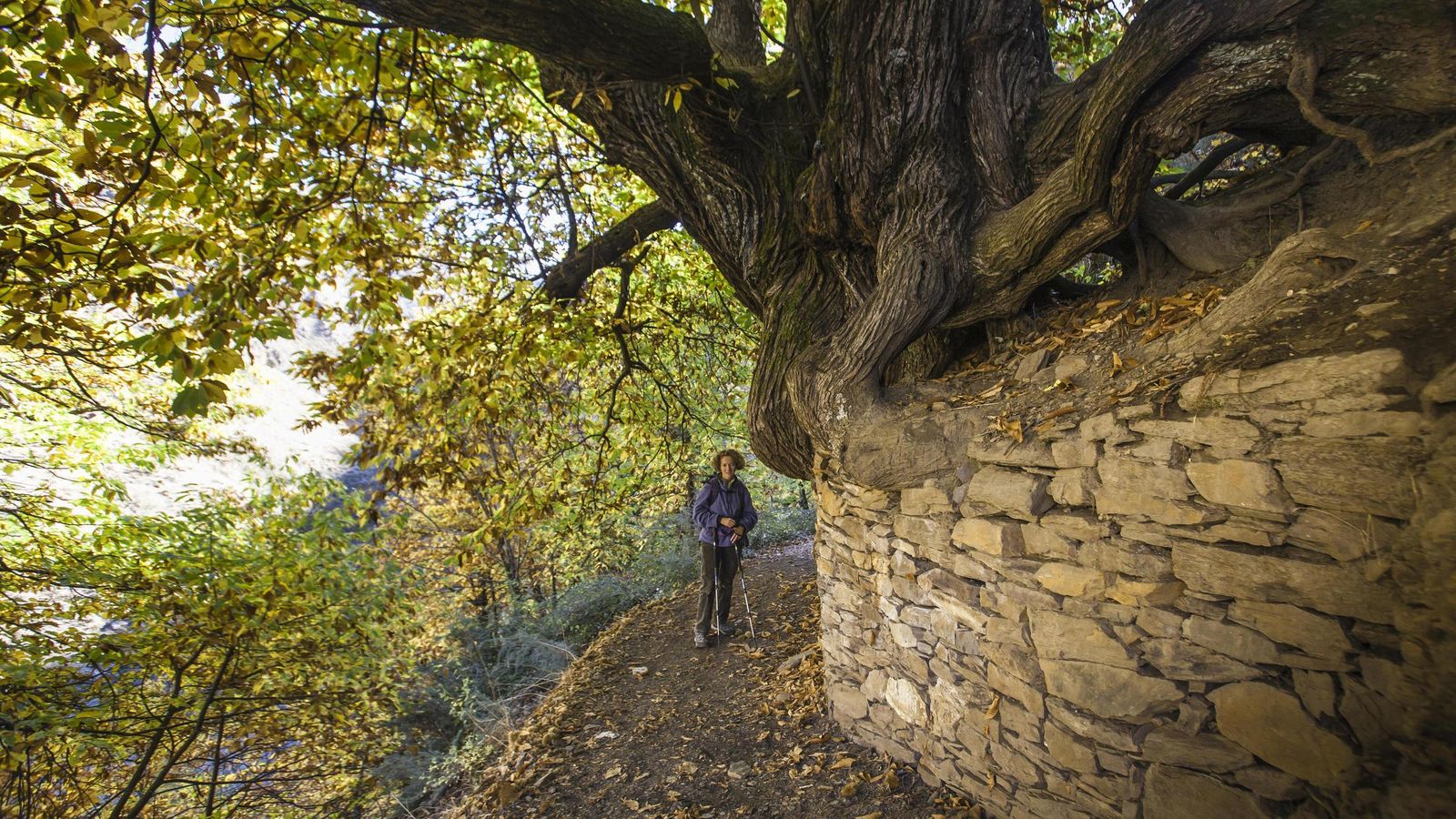 Imagen de El Abuelo, el castaño centenario que vigila ruta.