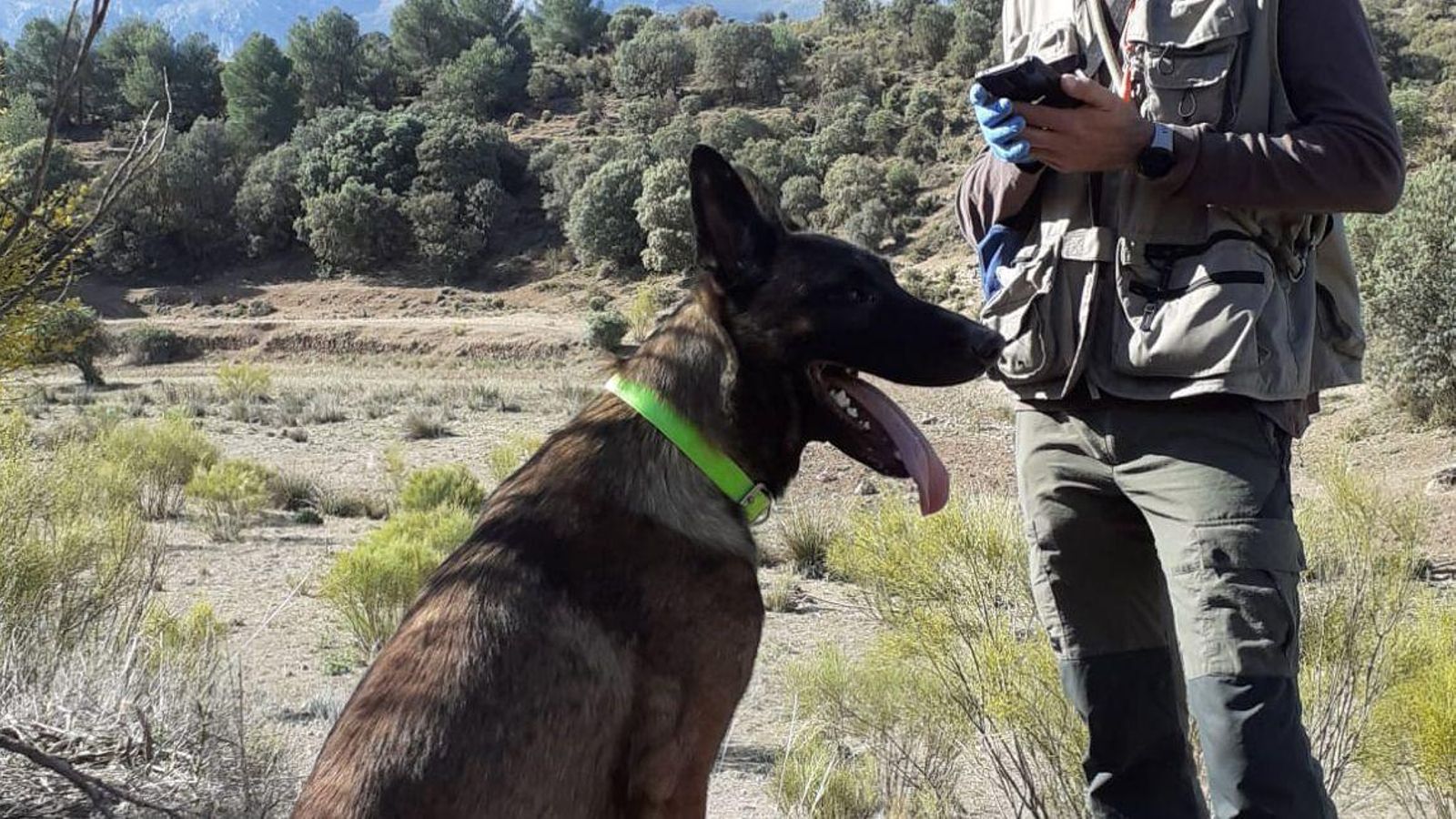 Adiestramiento de los perros para el apoyo al lince ibérico. Adiestramiento de los perros para el apoyo al lince ibérico.