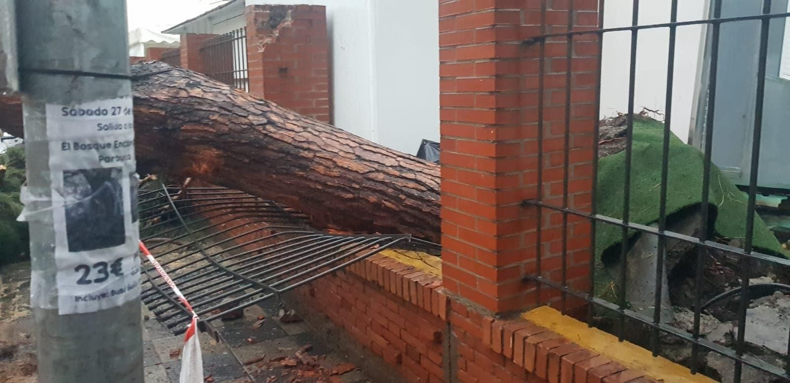 El árbol derribado en el parque María Cristina. El árbol derribado en el parque María Cristina.