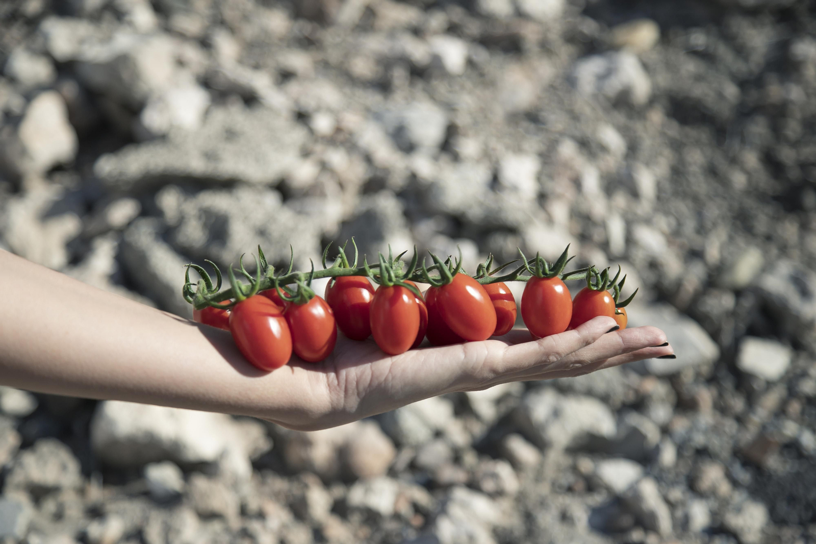 Tomate cherry de Keops.