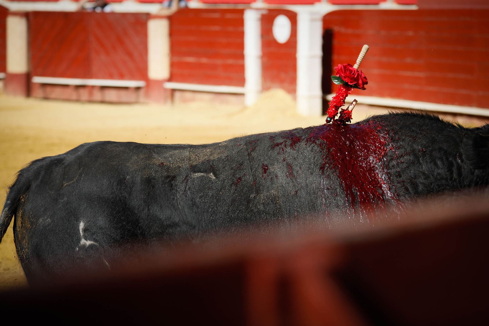 Imágenes del festival mixto lucha contra el cáncer