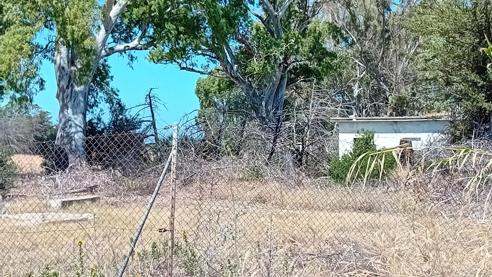 Árboles secos y maleza en el interior de los terrenos de polvorines de Fadricas.
