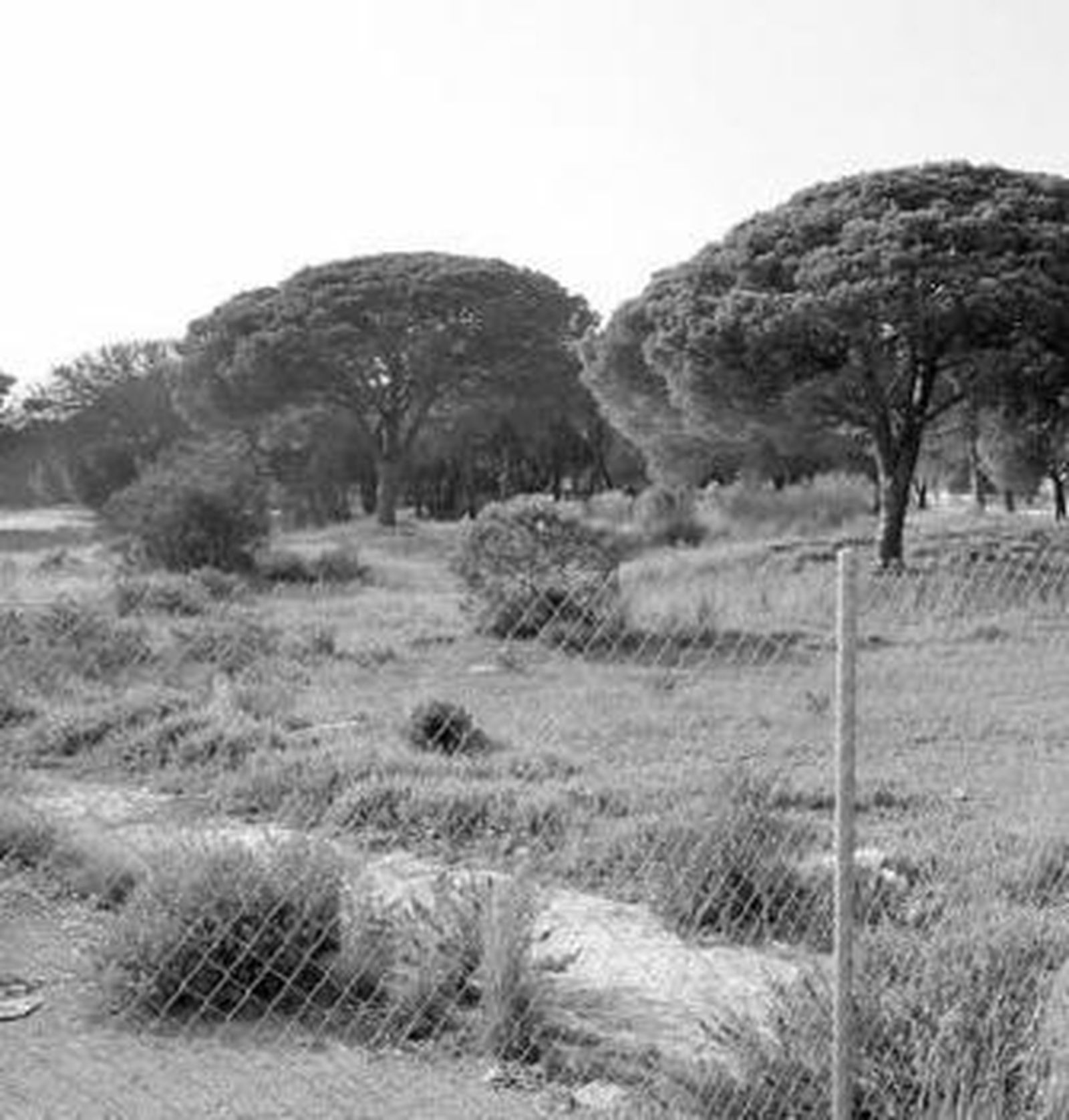 Terrenos del antiguo camping de Valdelagrana.