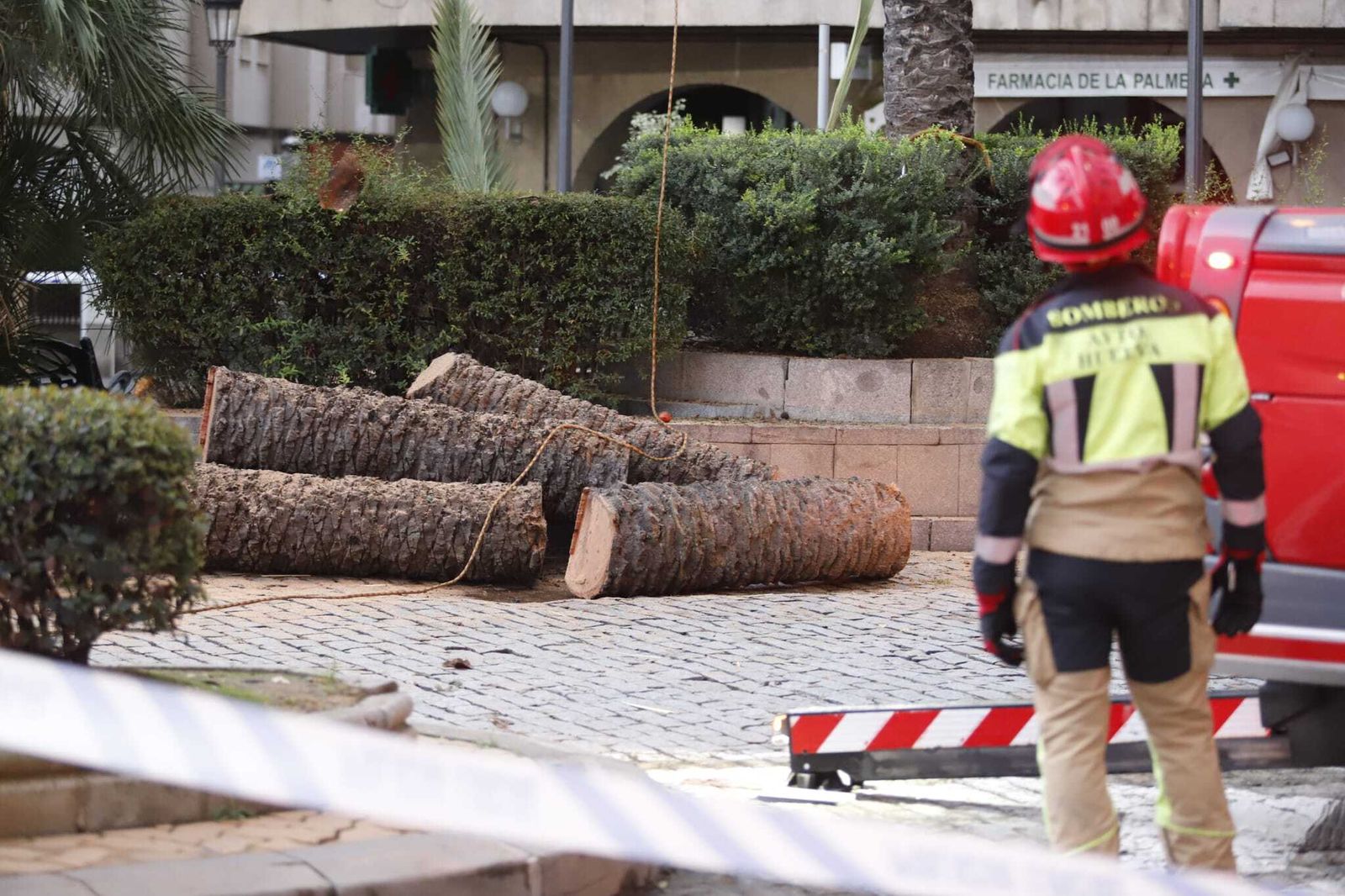 Las imágenes de la tala de la emblemática Palmera de Huelva