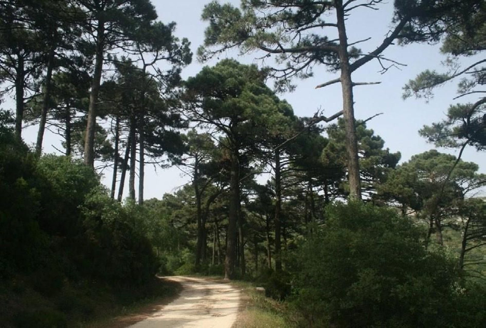 Pinar de Pinus pinaster (pino marítimo) en las inmediaciones de los Llanos del Juncal (Tarifa).