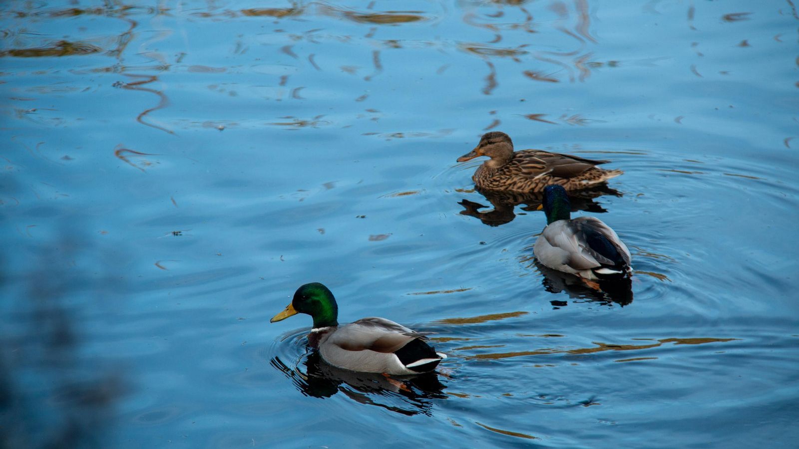 Las medidas buscan proteger la biodiversidad que habita en el humedal