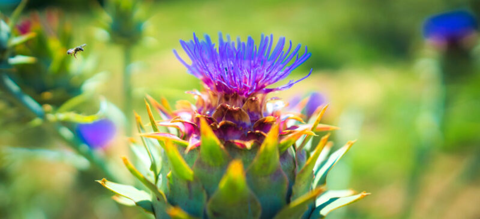 Un cardo silvestre en el campo, con la flor abierta.
