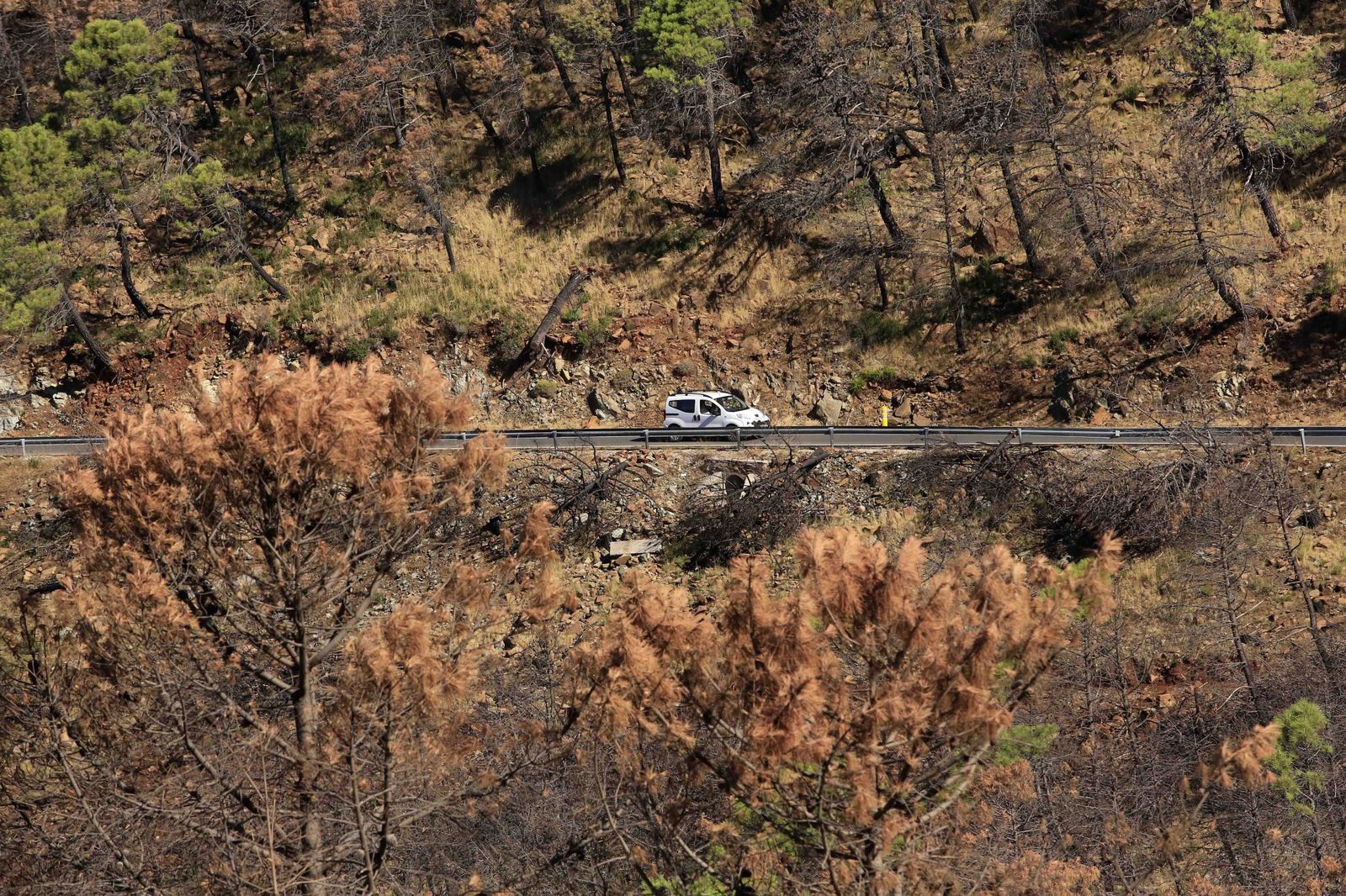 Un año del gran incendio de Sierra Bermeja, en fotos.