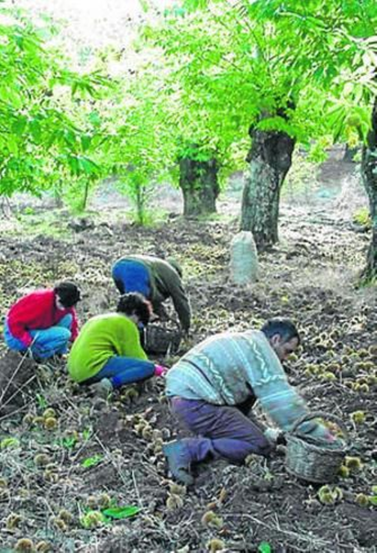 Recogida de castañas, en una plantación de la sierra onubense.