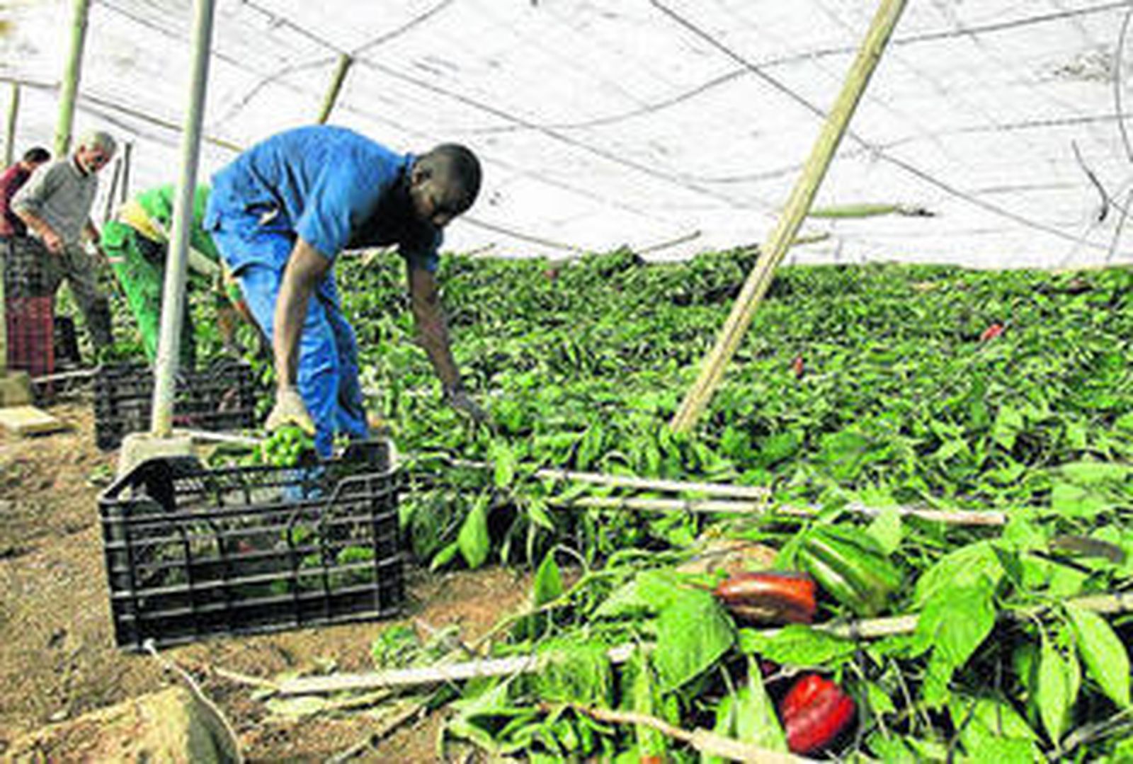La historia se ambienta en el 'mar de plástico' de la provincia, los invernaderos.